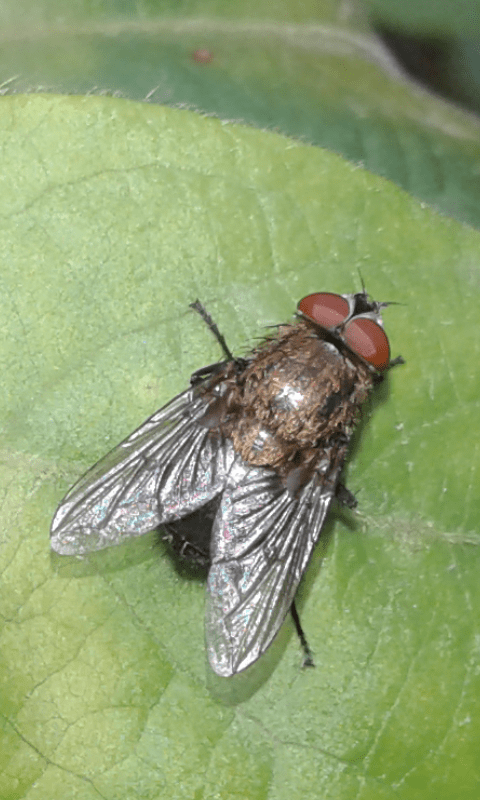 Calliphoridae : maschio di Pollenia rudis?